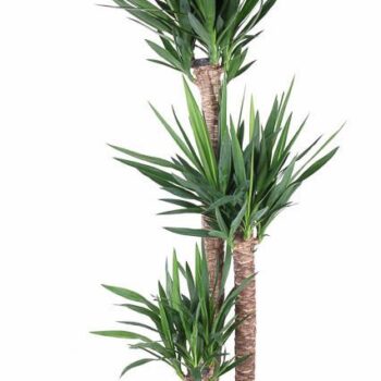 Yucca 120-90-45