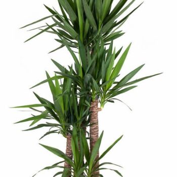 Yucca 120-90-60-30