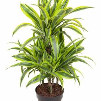 Dracaena Lemon Lime