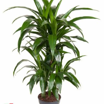 Dracaena Janet Craig