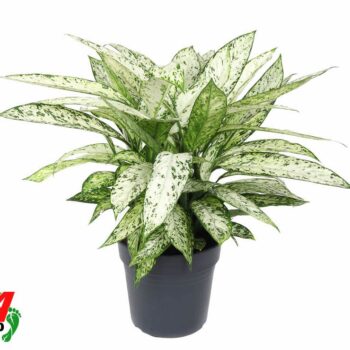 Dieffenbachia Vesuvius