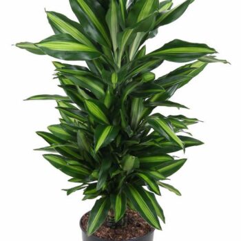 Dracaena Cintho