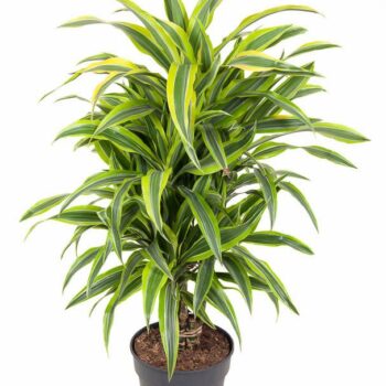 Dracaena Lemon Lime