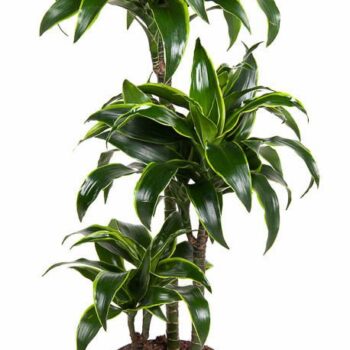 Dracaena Dorado