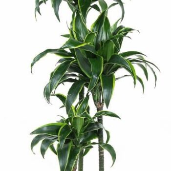 Dracaena Dorado