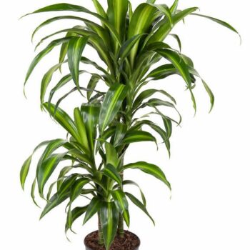 Dracaena Hawaiian