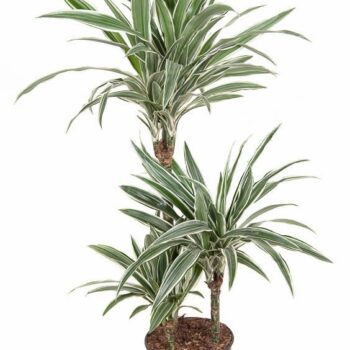 Dracaena White Stripe