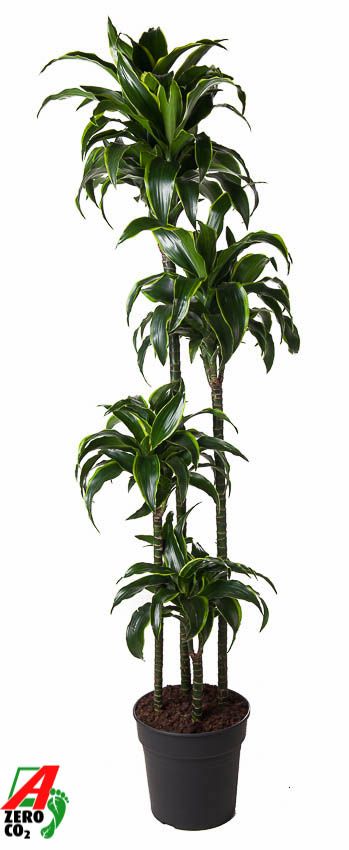 Dracaena Dorado