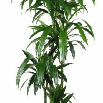 Dracaena Janet Craig