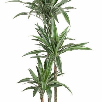 Dracaena Warneckei