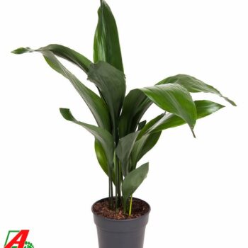 Aspidistra Elatior