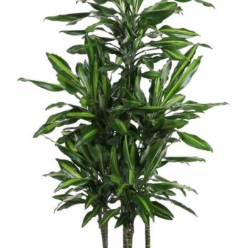 Dracaena Cintho