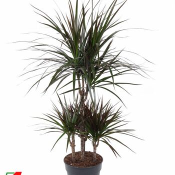 Dracaena Magenta