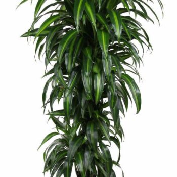 Dracaena Hawaiian Sunshine