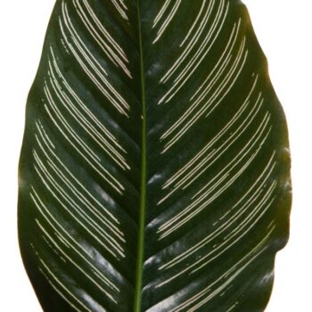 Calathea Ornata