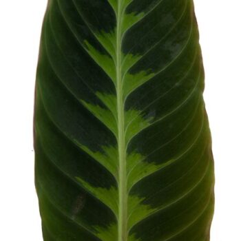 Calathea Warscewiczii