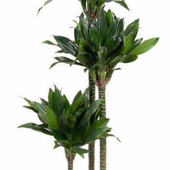 Dracaena Green Jewel