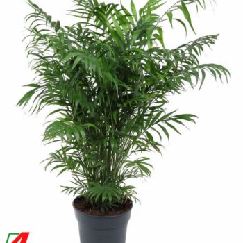 Chamaedorea Elegans