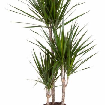 Dracaena Marginata