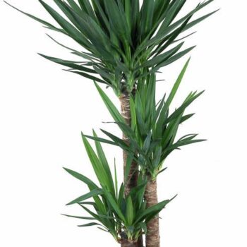 Yucca 90-60-30