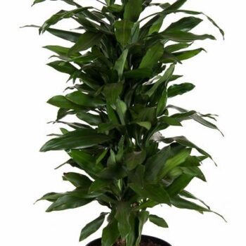 Dracaena Janet Lind