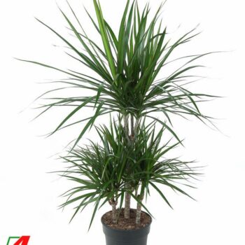 Dracaena Marginata