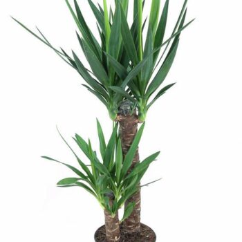 Yucca 60-30