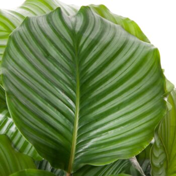 Calathea Orbifolia