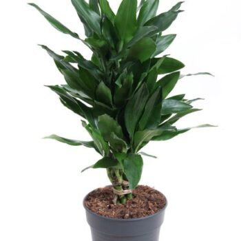 Dracaena Janet Lind