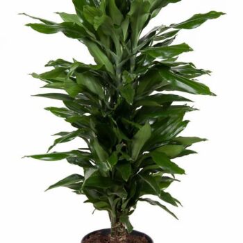 Dracaena Janet Lind