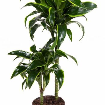 Dracaena Dorado