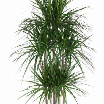 Dracaena Marginata