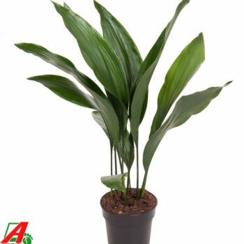 Aspidistra Elatior