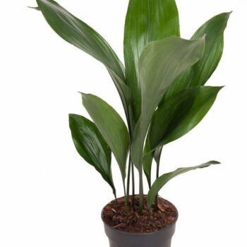Aspidistra Elatior