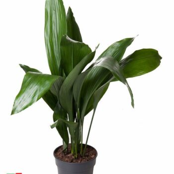 Aspidistra Elatior