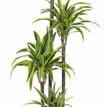 Dracaena Lemon Lime