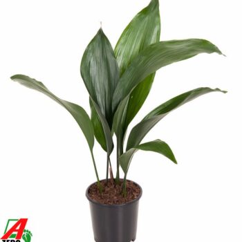 Aspidistra Elatior