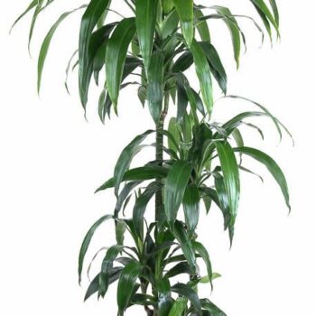 Dracaena Janet Craig