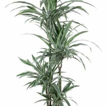 Dracaena Warneckei
