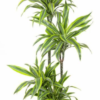 Dracaena Lemon Lime