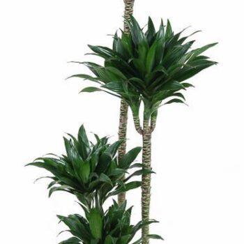 Dracaena Compacta