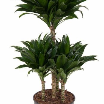 Dracaena Compacta