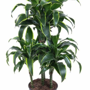 Dracaena Dorado