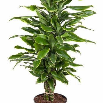 Dracaena Gold Coast
