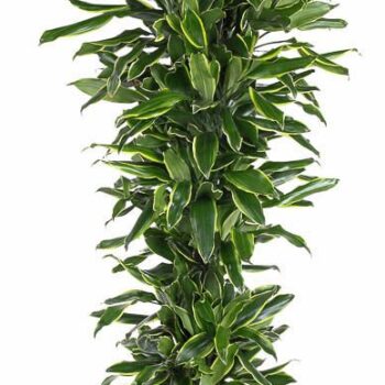 Dracaena Gold Coast