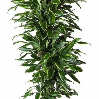 Dracaena Gold Coast