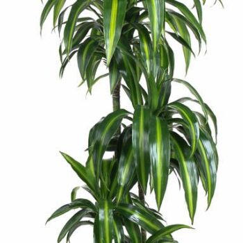 Dracaena Hawaiian