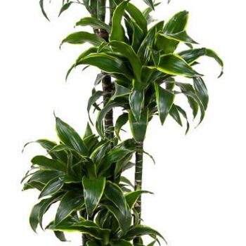 Dracaena Dorado
