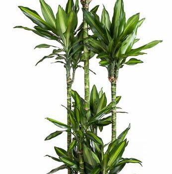 Dracaena Cintho