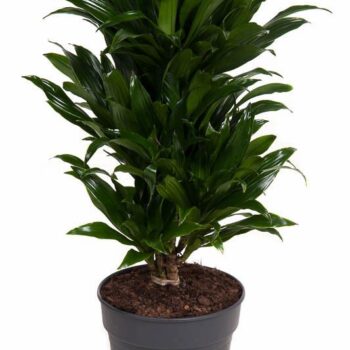 Dracaena Compacta
